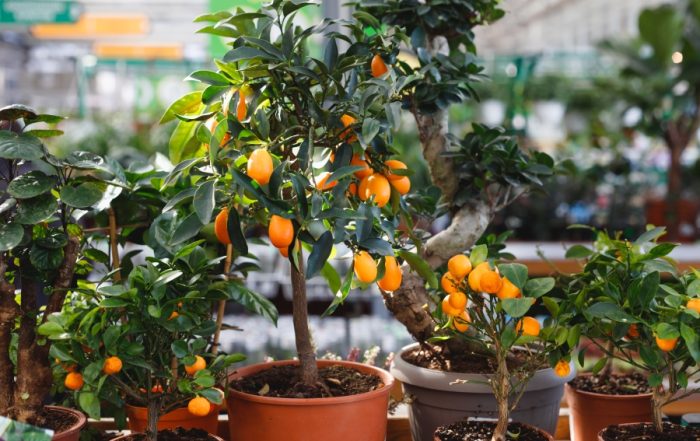 rabia stevenson's guide to Rochester new york Fire Blight Resistant Fruit Trees