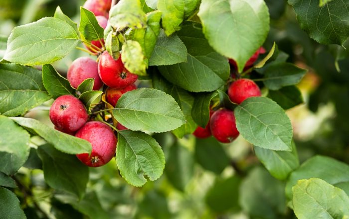 rabia stevenson's rochester new york Fire Blight Resistant Pollinators