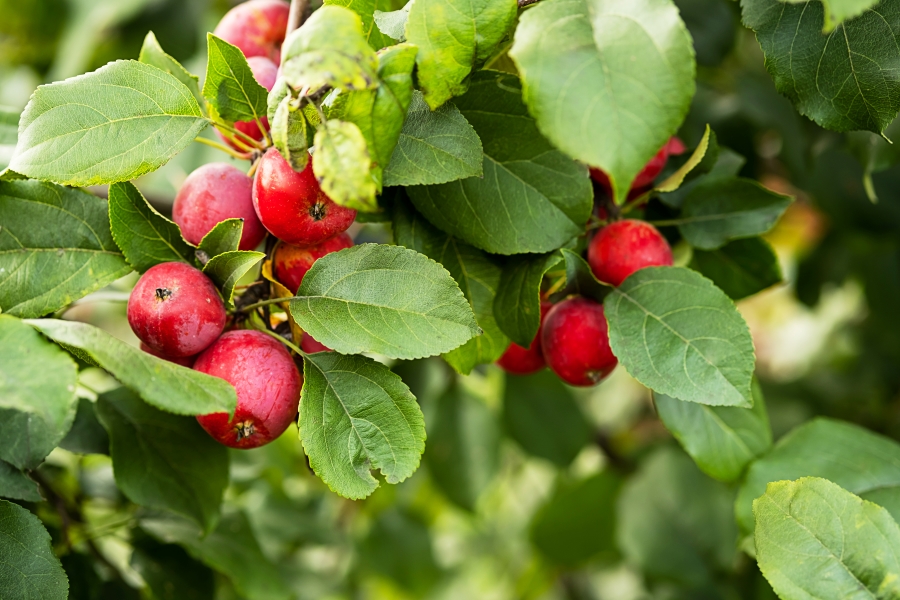rabia stevenson's rochester new york Fire Blight Resistant Pollinators