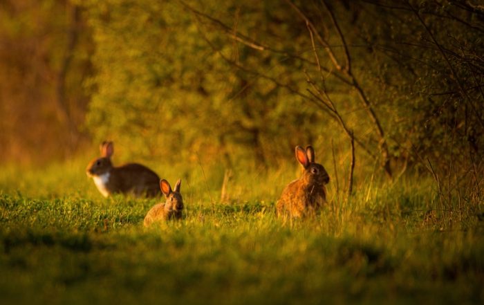 rabia stevenson keeps bunnies out of her rochester new york garden