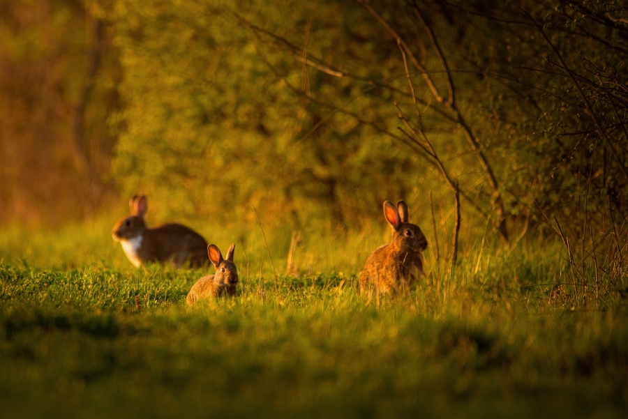 rabia stevenson keeps bunnies out of her rochester new york garden