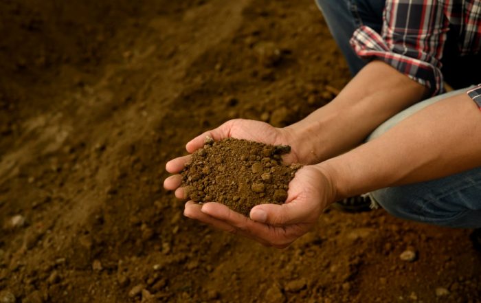 Rabia Stevenson's Soil Amendment for Fruit Trees