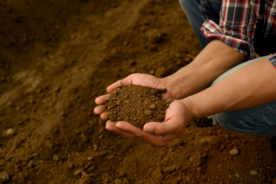 Rabia Stevenson's Soil Amendment for Fruit Trees