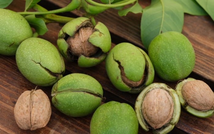 Rabia Stevenson Battles Juglone in the Rochester Area